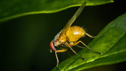 Close up a Fly on green leaf and nature blurred background, Common housefly, Colorful insect, Selective focus.