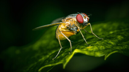 Close up a Fly on green leaf and nature blurred background, Common housefly, Colorful insect, Selective focus.