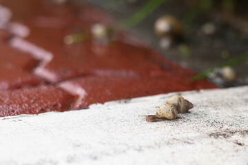 little family snails crawling out of the green brush to pathway