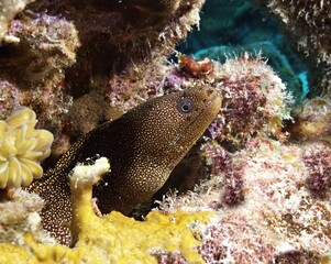 Juvenile Goldentail Moray Eel on the reef