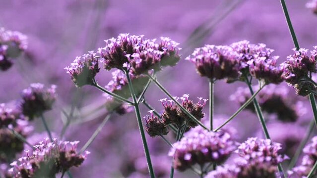 lavender field in region , close up Verbena bonariensis flower in garden .