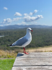 seagull on the beach