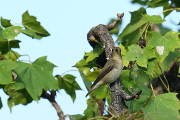 grey streaked flycatcher on a branch