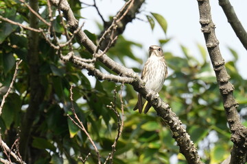 grey streaked flycatcher on a branch