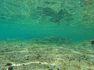 Fototapeta na wymiar Fish Swiming In Crystal Clear Water
