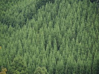 Obraz premium 北山杉の植林地