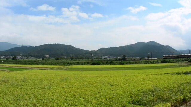 秋の近江路を走る313系普通列車