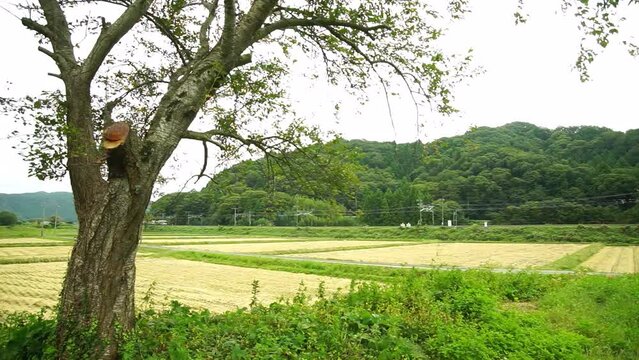 秋の近江路を走る313系普通列車
