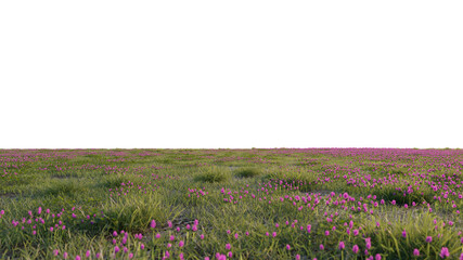 grass and flower beautiful field