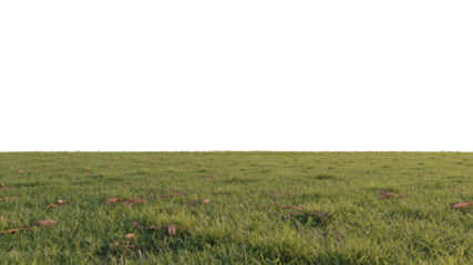 grass and flower beautiful field