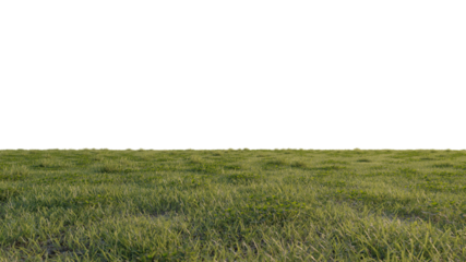 grass and flower beautiful field