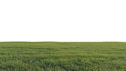 Fototapeta grass and flower beautiful field obraz