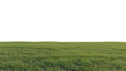 grass and flower beautiful field