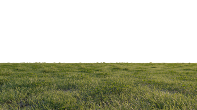 grass and flower beautiful field