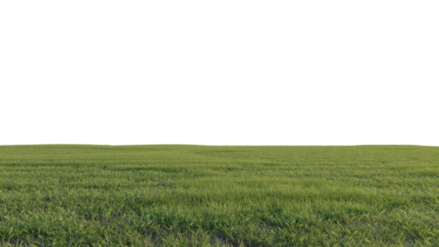 grass and flower beautiful field