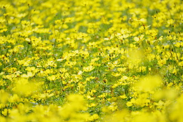 満開のキバナコスモス畑　岐阜県・海津市