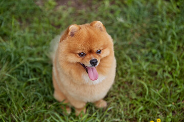 Pomerania Oso