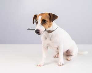 Portrait of a dog Jack Russell Terrier holding a fork in his mouth on a white background. 