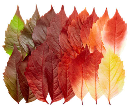 Autumn square pattern of fall leaves isolated on white background, red yellow green gradient colors, flat lay fallen seasonal leaves. Top view colored foliage, autumn tones and textures
