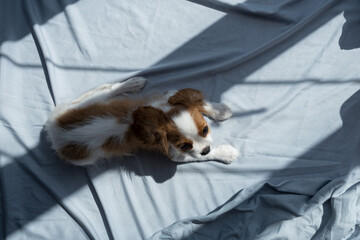  cute puppy cavalier king charles spaniel on green bad. Banner