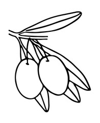 Hand-drawn olives on a branch