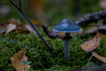 Stropharia aeruginosa commonly known as the verdigris agaric - amazing blue mushroom, Verdigris agaric (Stropharia aeruginosa) closeup in forest floor