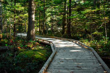 Trail Through Green Forrest