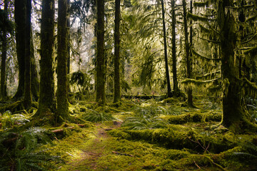 Mossy Trail in the Woods