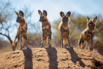 African Painted Dog in Namibia wild Africa Safari