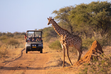 Fototapety  A wild giraffe crosses an African road ahead of a safari vehicle of tourists