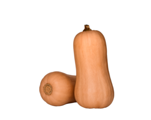 Two butternut squash isolated cutout
