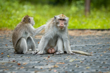 A young long tailed macaque macaca fascicularis scratching adult macaque in a roadside at Taman Nasional baluran National Park Situbondo 