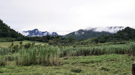 Mountains with morning fog look beautiful and peaceful in Phu Kradueng District of Thailand.