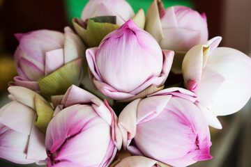 Obraz premium folded petal pink lotus flowers