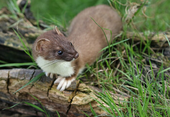 A Stoat, Mustela Erminea, hunting around for food in a pile of logs.