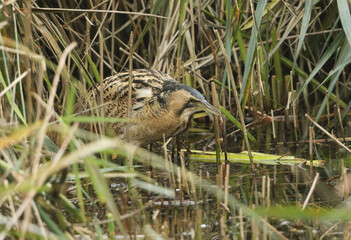 A rare hunting Bittern, Botaurus stellaris, searching for food in a reedbed at the edge of a lake.