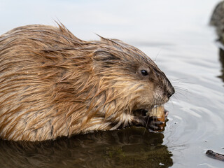 Wild animal Muskrat, Ondatra zibethicuseats, eats on the river bank