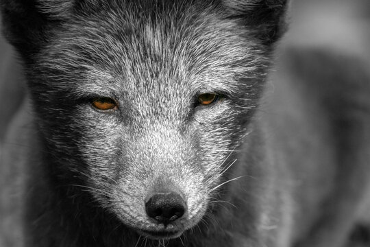 Kopf frontal eines jungen Polarfuches