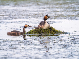A pair of water birds, Great Crested Grebe, feeding chick at nest.