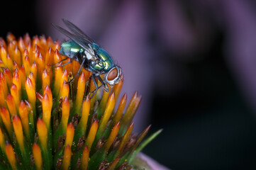 Green Bottle Fly on Purple COneflower