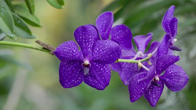 a close up of the vanda orchid variety pachara delight in bloom at a wildlife park in florida, usa