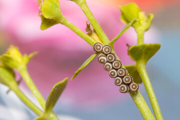 Eggs of Eurydema ventralis shield bug on a green plant under the sun