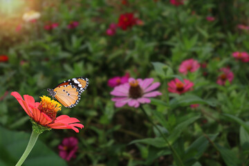A photograph of a butterfly feeding on the nectar of a zinnia in full bloom in a garden in the morning sun.