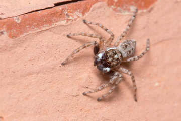 Male Menemerus semilimbatus spider staring from a wall