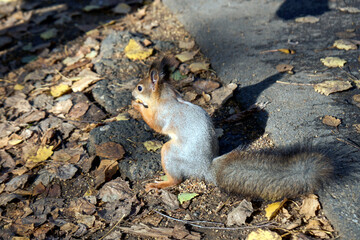 Red squirrel eats nuts, outdoor, close-up