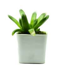 Small cactus on a white background.