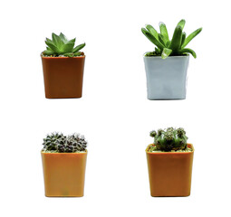 Set Collection  Small cactus on a white background.