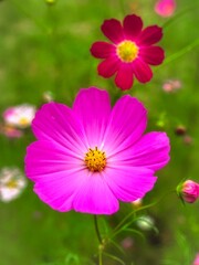 가을 코스모스 꽃 풍경