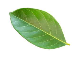 Obraz premium Green Leaves on a white background.