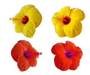 Hibiscus flowers on a white background.